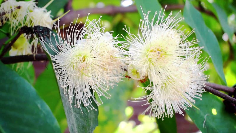 Bellas flores blancas naturales cerca de. almacen de metraje de vídeo