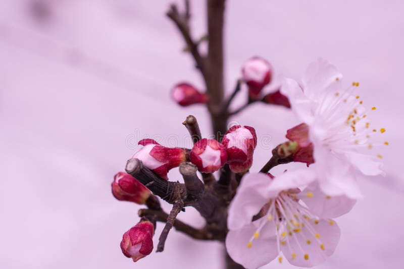 Bellas Flores De Primavera Rosadas En La Rama. árbol De Durazno Foto de  archivo - Imagen de planta, travieso: 178117422