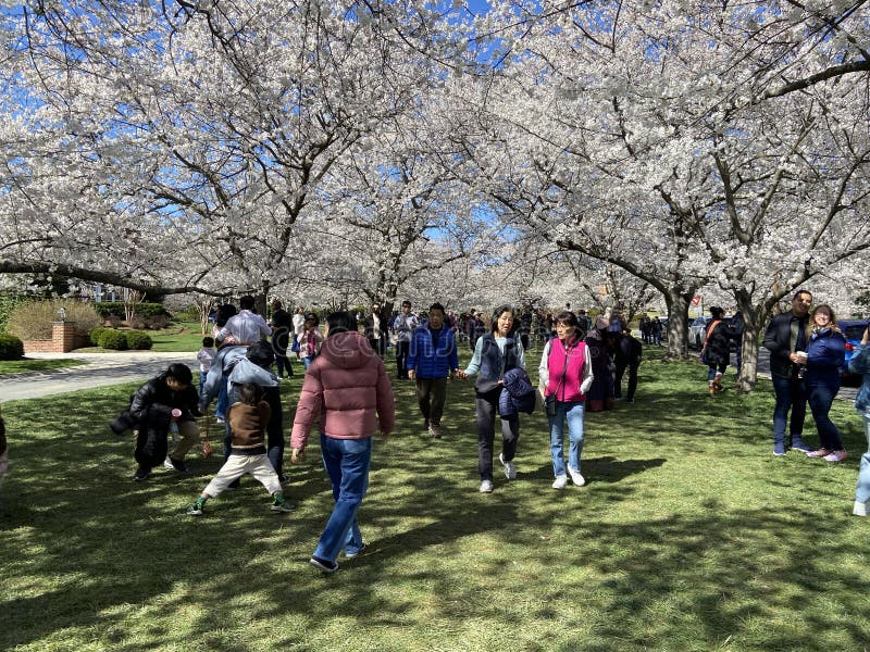 Photo of beautiful Kenwood maryland during peak cherry blossoms in spring in march on 3 24 24. People are enjoying the blossoms. Photo of beautiful Kenwood maryland during peak cherry blossoms in spring in march on 3 24 24. People are enjoying the blossoms.