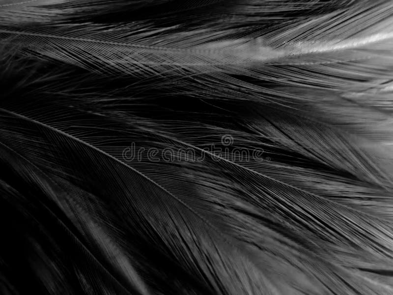 Belle abstrait plumes noires sur fond blanc et douce texture plume blanche sur motif blanc fond d'écran thème noir gris. Belle abstrait plumes noires sur fond blanc et douce texture plume blanche sur motif blanc fond d'écran thème sombre plumes grises bannières noires texture sombre