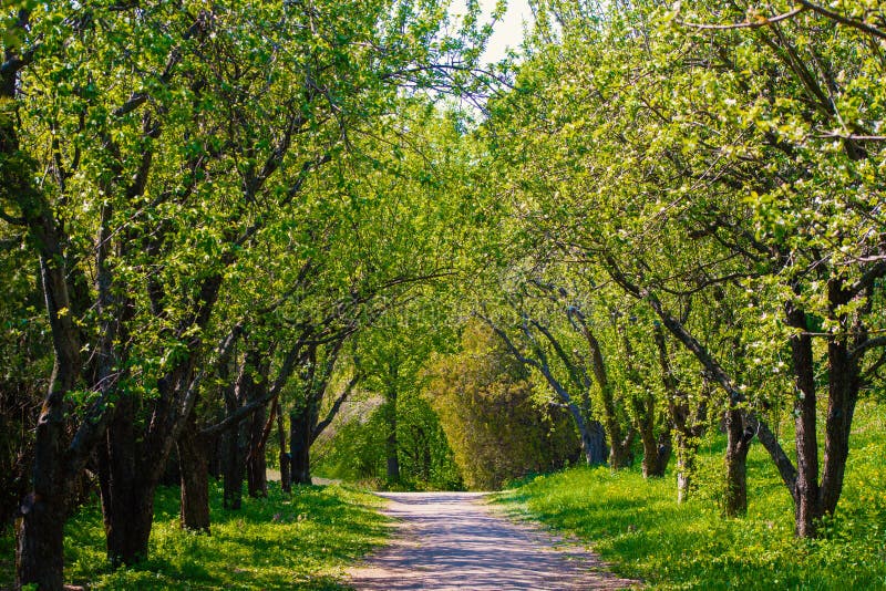 Belle allée verte de parc au printemps image stock Belle allée verte de parc au printemps image stock