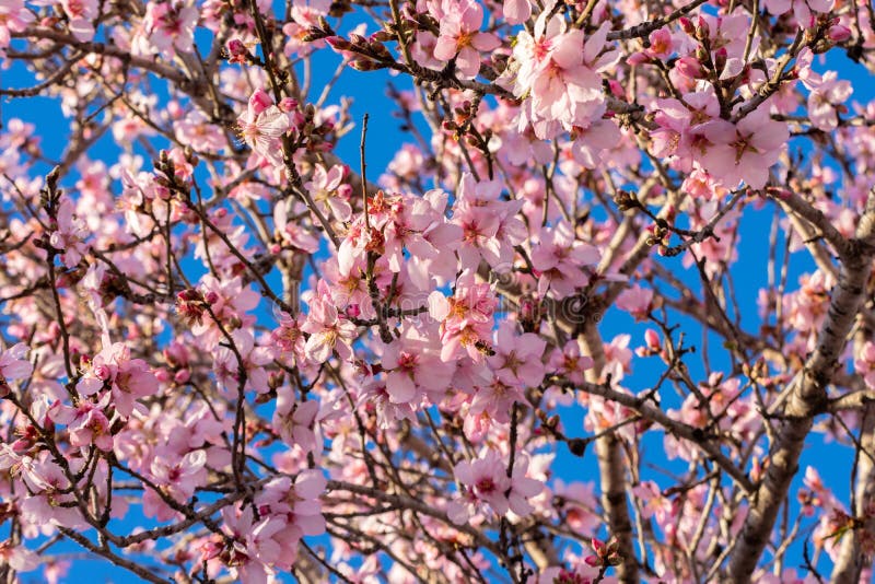Belle amande de fleur au printemps Arbre d'amande en pleine floraison contre le ciel bleu au printemps Beau fond de fleur