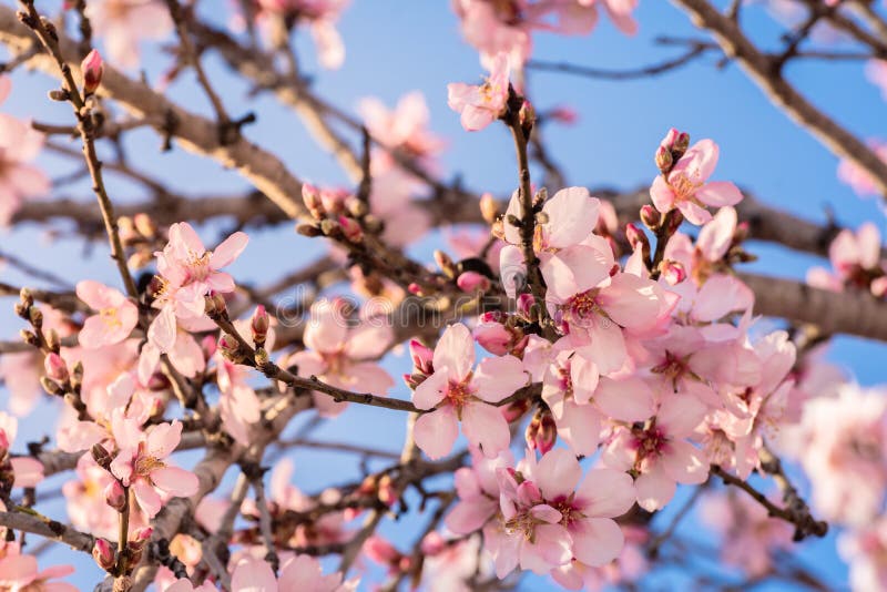 Belle amande de fleur au printemps Arbre d'amande en pleine floraison contre le ciel bleu au printemps Belle et naturelle fleur