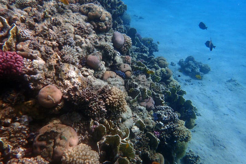 nice coral reef life in the Egypt, Safaga. nice coral reef life in the Egypt, Safaga