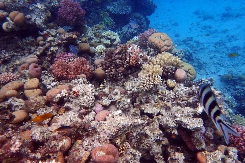 nice coral reef life in the Egypt, Safaga. nice coral reef life in the Egypt, Safaga