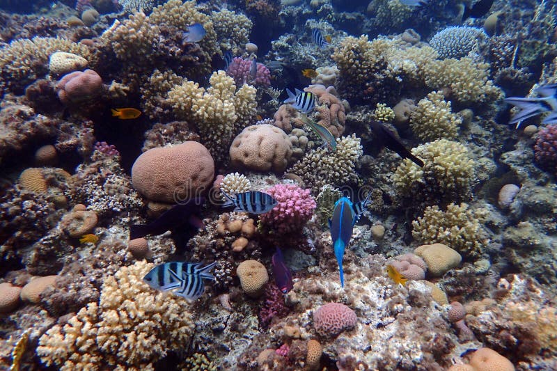 nice coral reef life in the Egypt, Safaga. nice coral reef life in the Egypt, Safaga