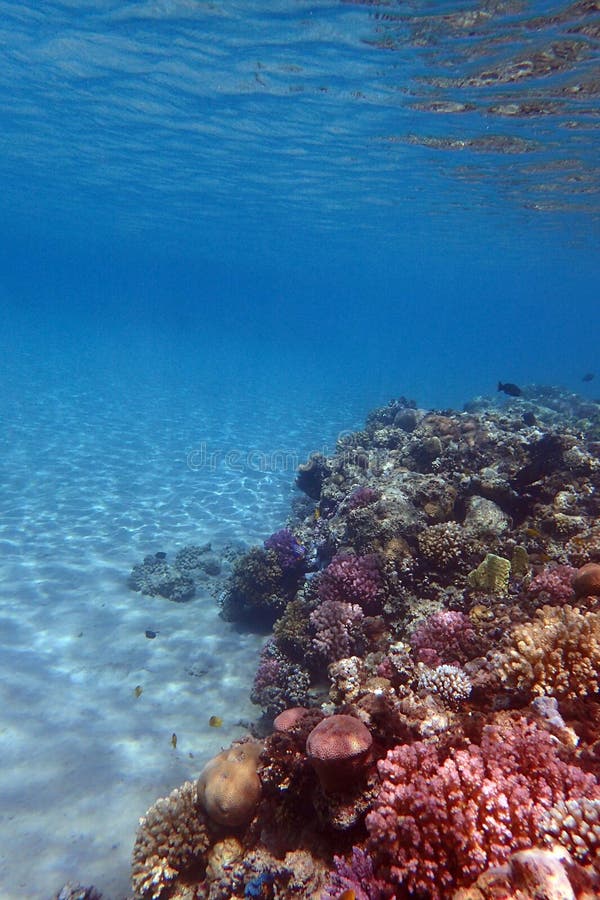 nice coral reef life in the Egypt, Safaga. nice coral reef life in the Egypt, Safaga