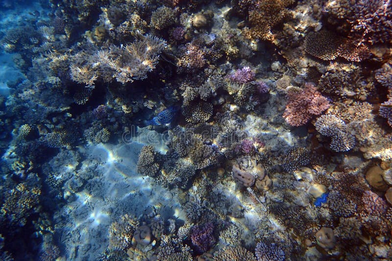 nice coral reef life in the Egypt, Safaga. nice coral reef life in the Egypt, Safaga