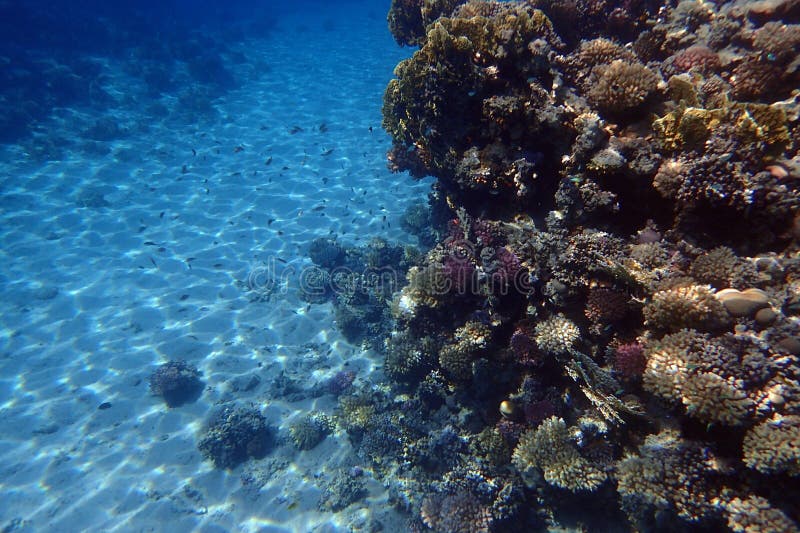 nice coral reef life in the Egypt, Safaga. nice coral reef life in the Egypt, Safaga