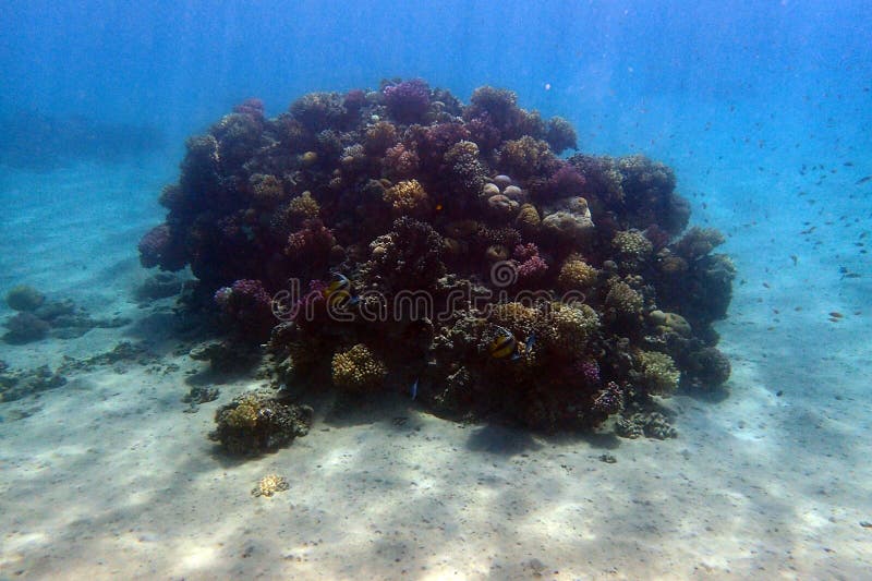 nice coral reef life in the Egypt, Safaga. nice coral reef life in the Egypt, Safaga