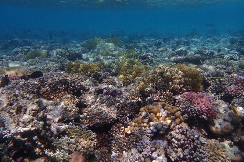 nice coral reef life in the Egypt, Safaga. nice coral reef life in the Egypt, Safaga