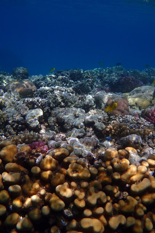 nice coral reef life in the Egypt, Safaga. nice coral reef life in the Egypt, Safaga