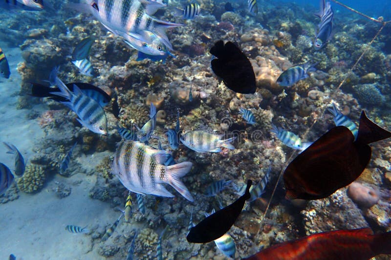 nice coral reef life in the Egypt, Safaga. nice coral reef life in the Egypt, Safaga