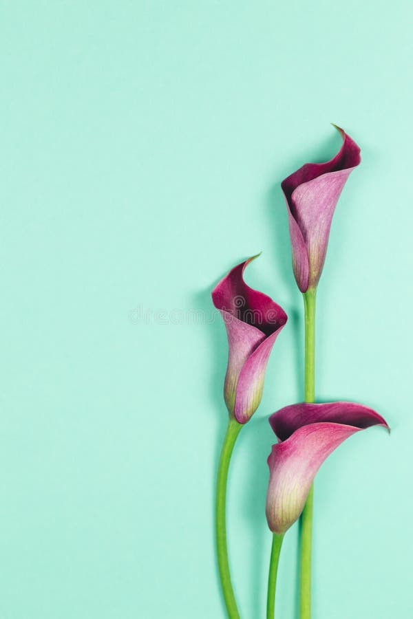 Belle calle violette sur fond turquoise Pièce plate photo stock Belle calle violette sur fond turquoise Pièce plate photo stock