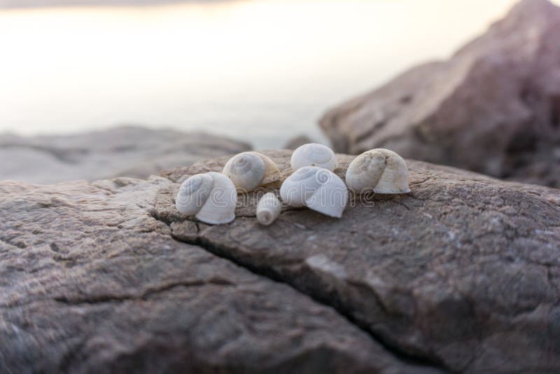 Belle conchiglie sulle rocce accanto alla spiaggia sul tramonto fotografie stock Belle conchiglie sulle rocce accanto alla spiaggia sul tramonto fotografie stock