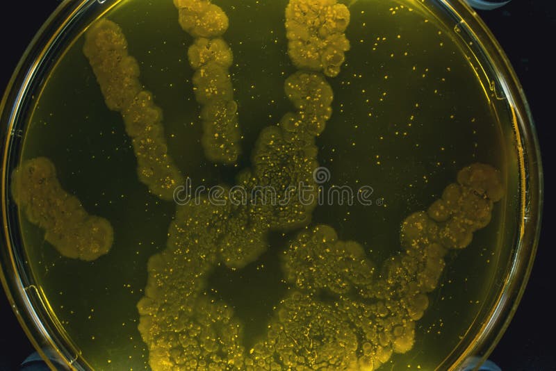 Belle culture bactérienne colorée dans le champignon et les bactéries de laboratoire de boîte de Pétri image stock Belle culture bactérienne colorée dans le champignon et les bactéries de laboratoire de boîte de Pétri image stock