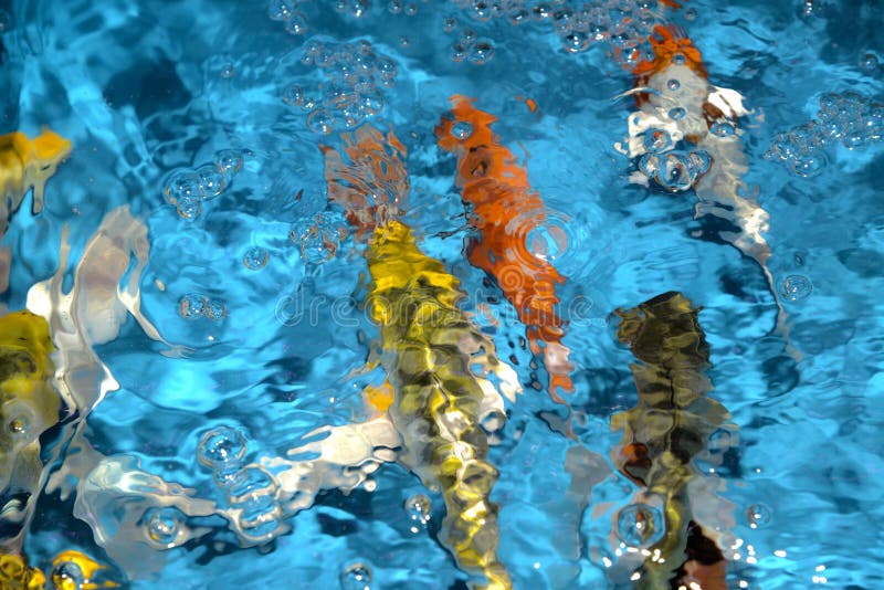 Belle e carpe colourful di immaginazione del pesce in stagno di plastica fotografia stock Belle e carpe colourful di immaginazione del pesce in stagno di plastica fotografia stock