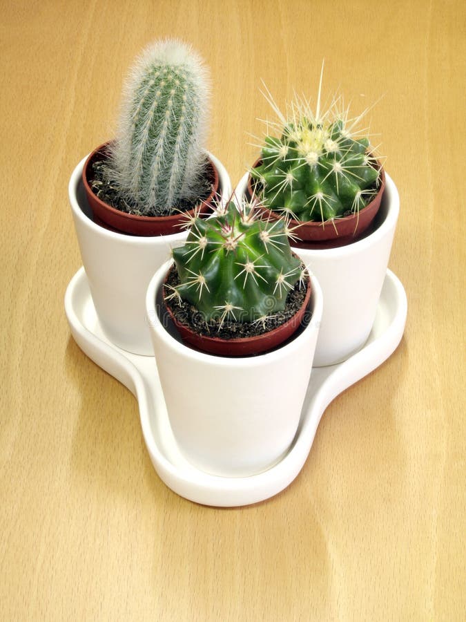Belle famille de cactus photographie stock Belle famille de cactus photographie stock