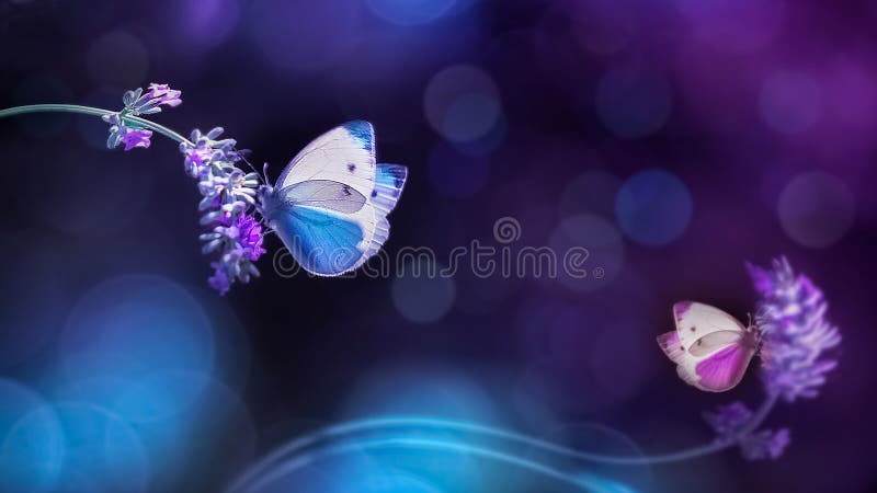 Belle farfalle blu bianche sui fiori di lavanda Immagine naturale della molla di estate nei toni blu e porpora fotografia stock libera da diritti