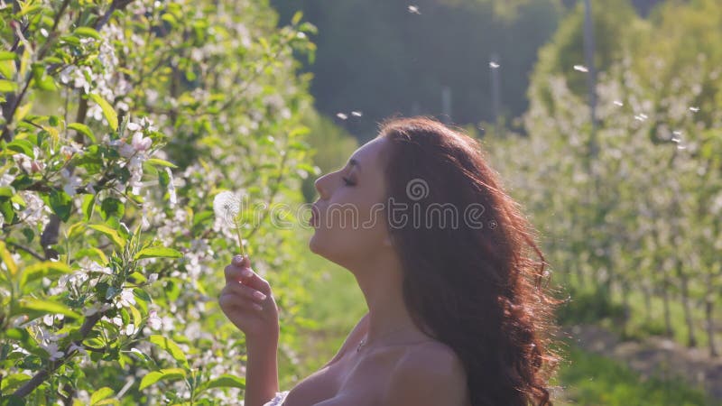 Belle femme soufflant sur un pissenlit dans un verger de pommiers en fleurs. banque de vidéos