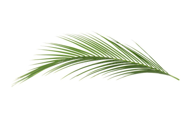 Belle feuille tropicale isolée image libre de droits