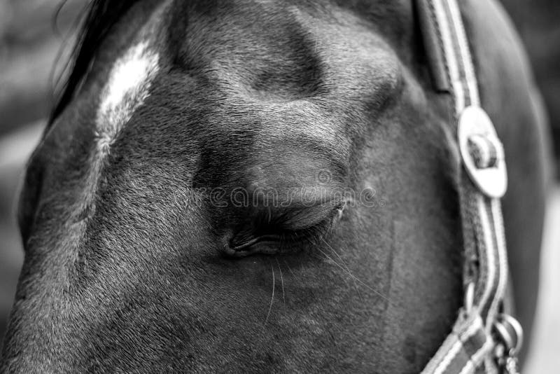 Belle fin de cheval vers le haut d'un portrait d'oeil avec l'oeil fermé photographie stock libre de droits Belle fin de cheval vers le haut d'un portrait d'oeil avec l'oeil fermé photographie stock libre de droits