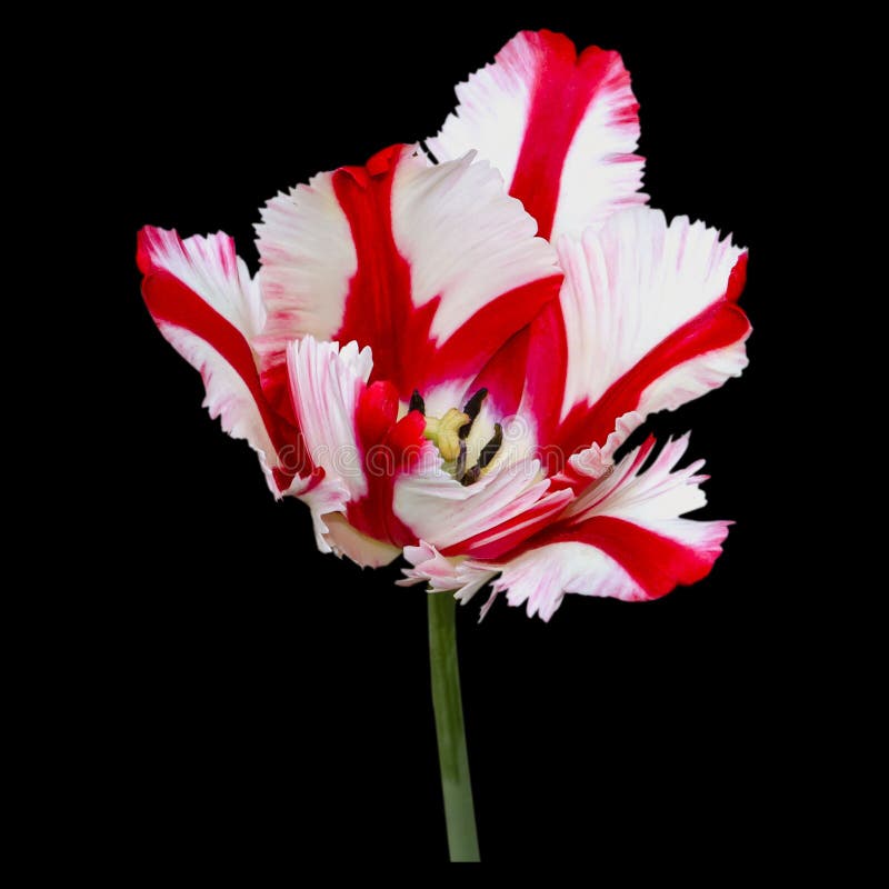 Belle fin de tulipe Juste plu en fonction photos stock Belle fin de tulipe Juste plu en fonction photos stock