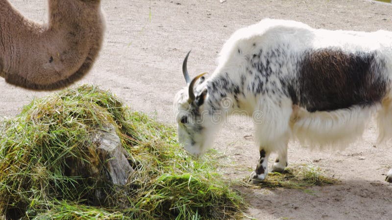 Belle fin vers le haut de la vue des animaux mignons mâchant l'herbe. banque de vidéos