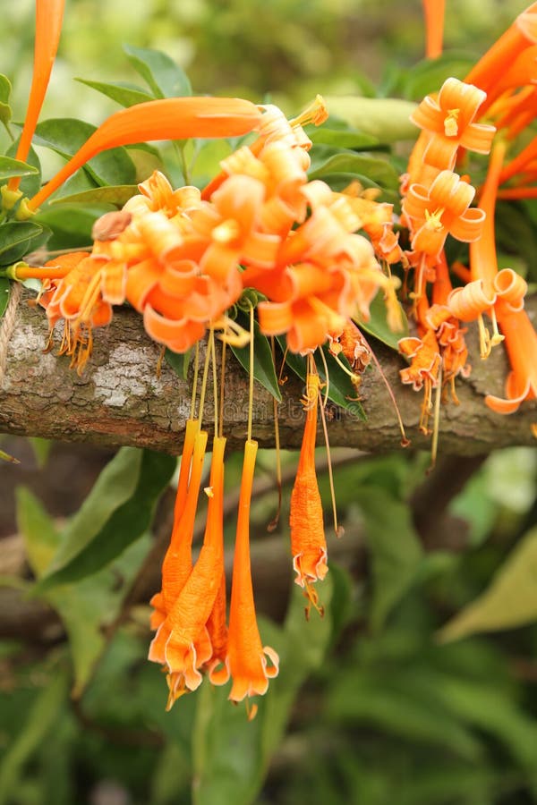 Belle fleur photographie stock