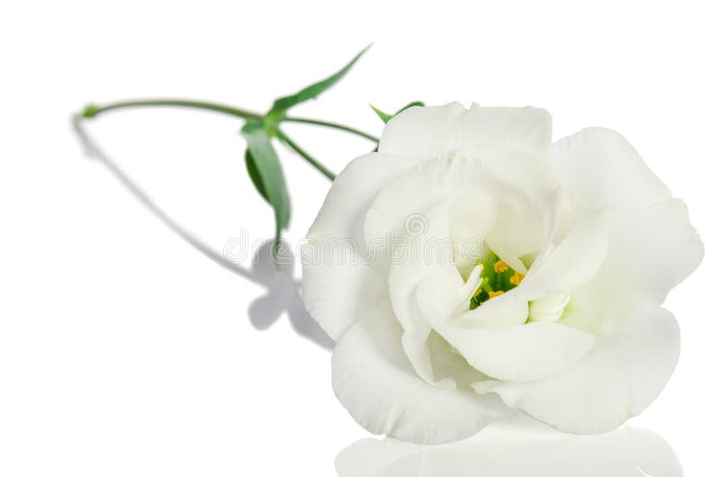 Belle Fleur Blanche Avec Des Feuilles Eustoma Photo stock - Image du  fragilité, vert: 68089176