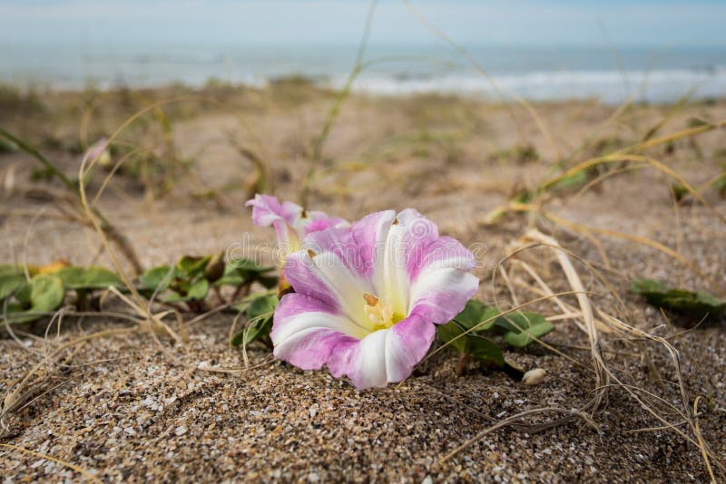 Belle Fleur Blanche Et Rose Sauvage De La Plante Rampante Photo stock -  Image du jardin, beau: 172364040