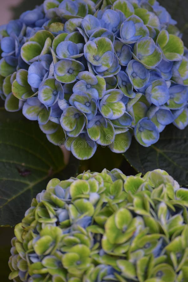 Belle fleur d'hortensia photographie stock