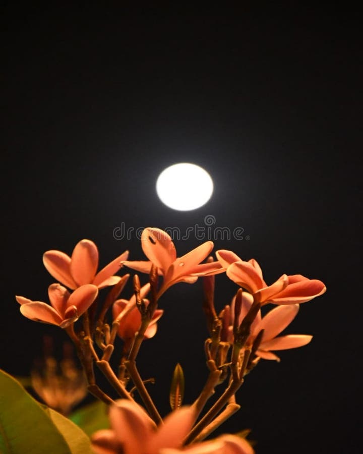 Belle Fleur D'orange Dans La Nuit De La Lune Photo stock - Image du fleur,  orange: 161331242
