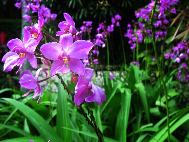 Belle fleur d'orchidée image libre de droits Belle fleur d'orchidée image libre de droits