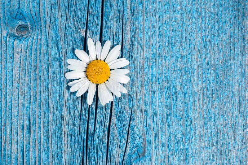 Belle fleur de camomille sauvage sur le fond en bois bleu photographie stock Belle fleur de camomille sauvage sur le fond en bois bleu photographie stock