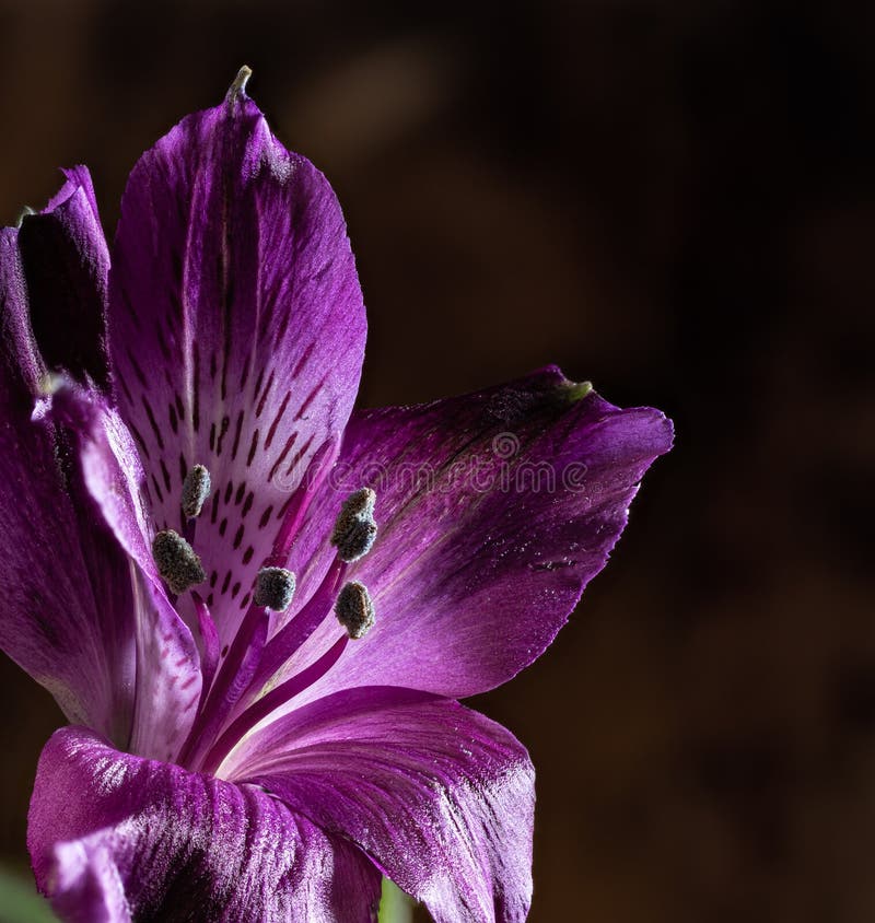 Gros Plan D'une Fleur De Lys Violette Photo stock - Image du couleurs,  flore: 172093588