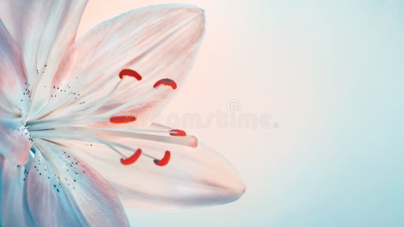 Belle fleur de lys image stock. Image du botanique, décoration - 164051129