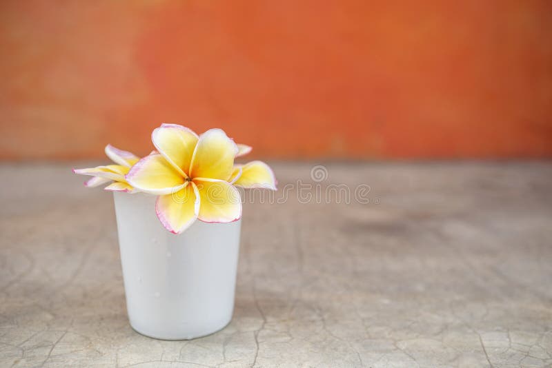Belle fleur de Plumeria dans la tasse en céramique blanche au-dessus du fond orange brouillé