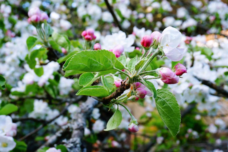 Belle fleur de pomme au printemps photographie stock libre de droits Belle fleur de pomme au printemps photographie stock libre de droits
