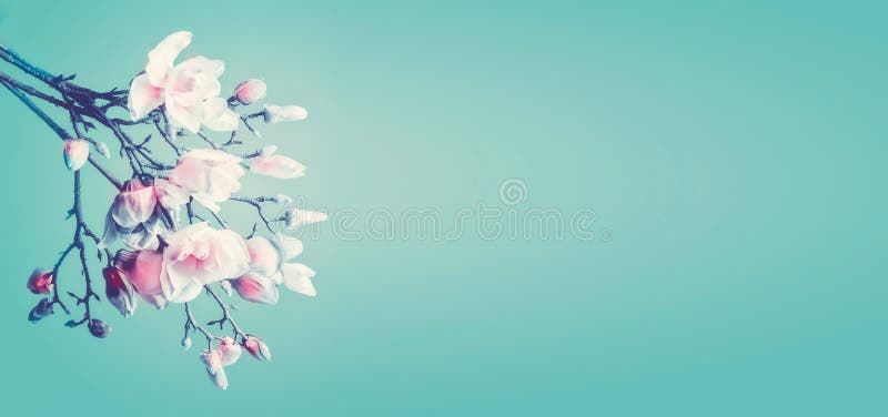 Belle fleur de ressort de magnolia Branche fleurissante de magnolia au fond de turquoise Concept de printemps Cadre floral rose d photographie stock Belle fleur de ressort de magnolia Branche fleurissante de magnolia au fond de turquoise Concept de printemps Cadre floral rose d photographie stock