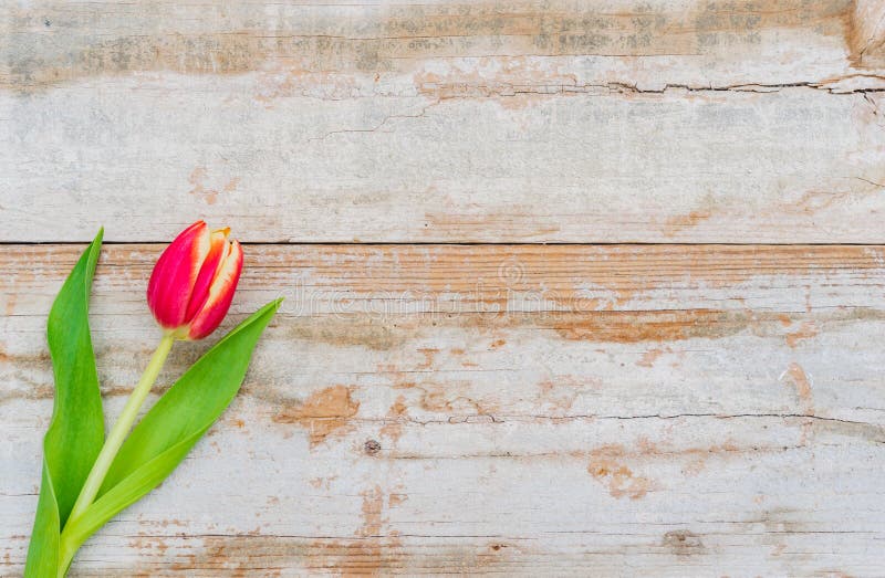 Belle fleur de ressort, une tulipe rouge sur le fond en bois rustique avec l'espace pour le texte images stock Belle fleur de ressort, une tulipe rouge sur le fond en bois rustique avec l'espace pour le texte images stock