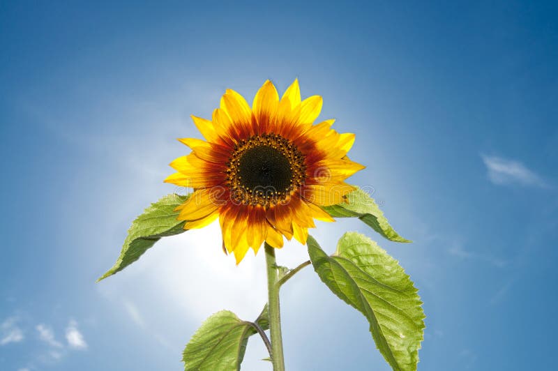 Belle fleur de tournesol contre le soleil lumineux photographie stock libre de droits
