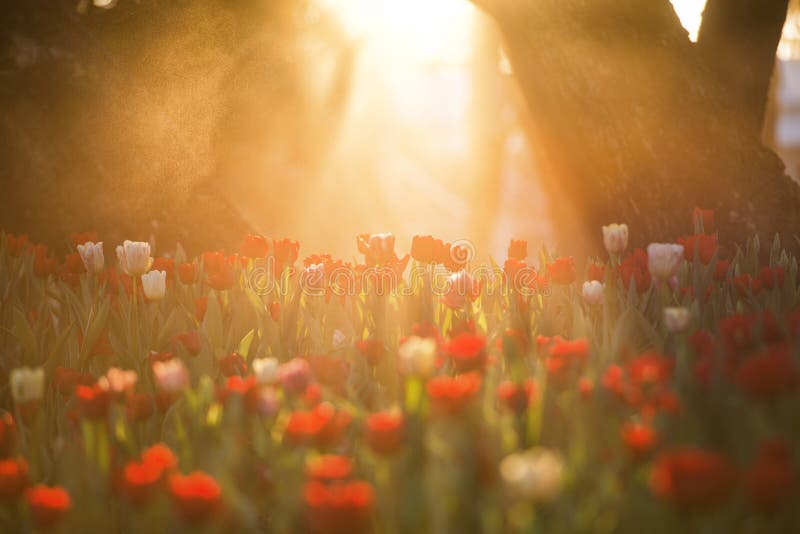 Belle fleur de tulipe sous le bouquet de lever de soleil de matin des tulipes Tulipes color?es Temps de tulipes au printemps image stock Belle fleur de tulipe sous le bouquet de lever de soleil de matin des tulipes Tulipes color?es Temps de tulipes au printemps image stock