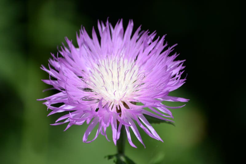Belle fleur fleurissante de cactus sur un fond trouble vert image stock Belle fleur fleurissante de cactus sur un fond trouble vert image stock