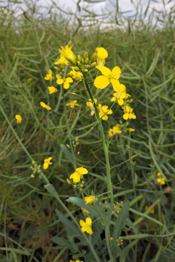 Belle fleur jaune Petite chose dans la grande herbe photo libre de droits Belle fleur jaune Petite chose dans la grande herbe photo libre de droits