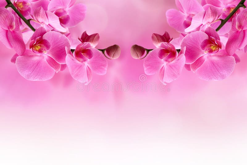 Belle fleur rose d'orchidée images stock Belle fleur rose d'orchidée images stock