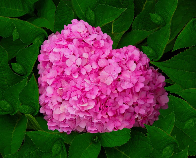 Belle Fleur Rose Rose De Ketmie Ou De Chinois Disolement