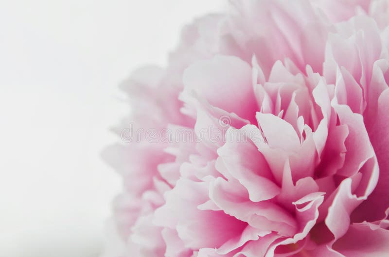 Belle fleur rose fraîche de pivoine d'isolement sur le fond blanc Été de pivoines Amour floral Billet de banque remodelé nouvelle