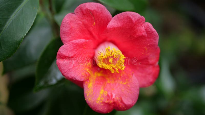 Belle fleur rouge de plan rapproché dans la lumière naturelle photographie stock Belle fleur rouge de plan rapproché dans la lumière naturelle photographie stock