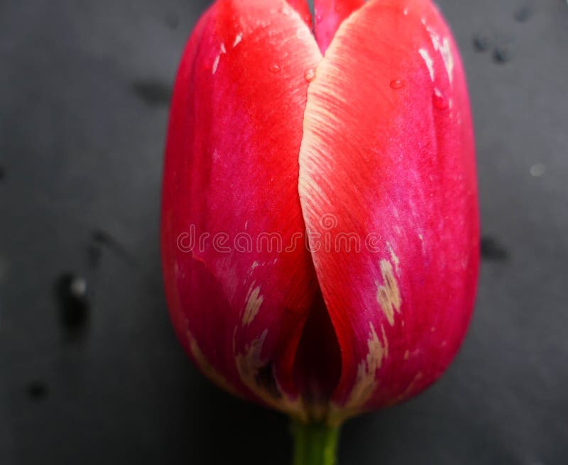 Belle fleur rouge de tulipe sur le fond noir image libre de droits Belle fleur rouge de tulipe sur le fond noir image libre de droits